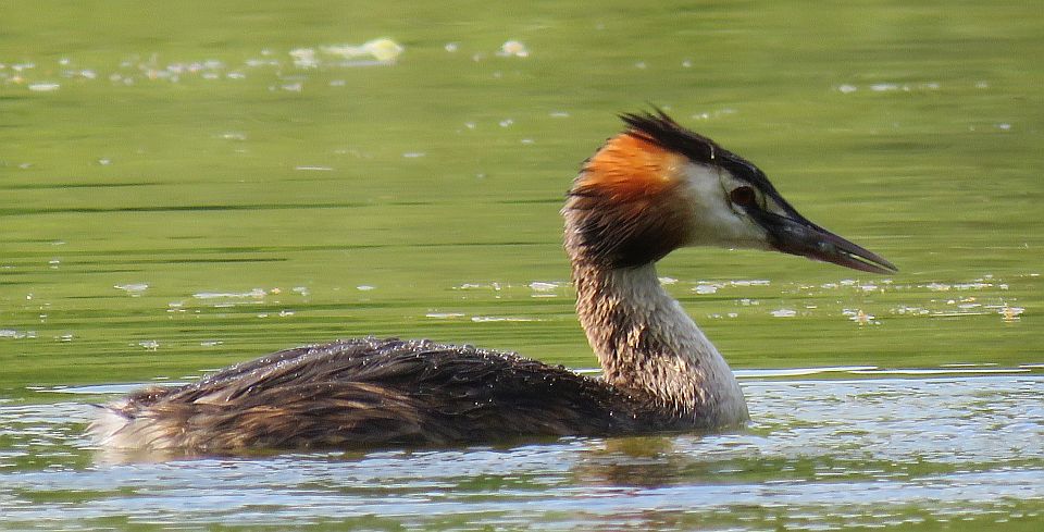 Great crested Grebe